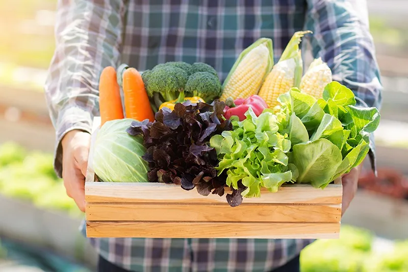 安心・安全な宅配野菜で健康な食生活を実現